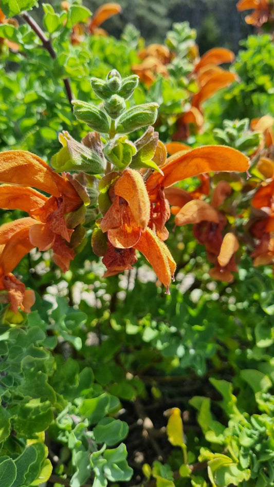 Salvia Africana-lutea Kistenbosch
