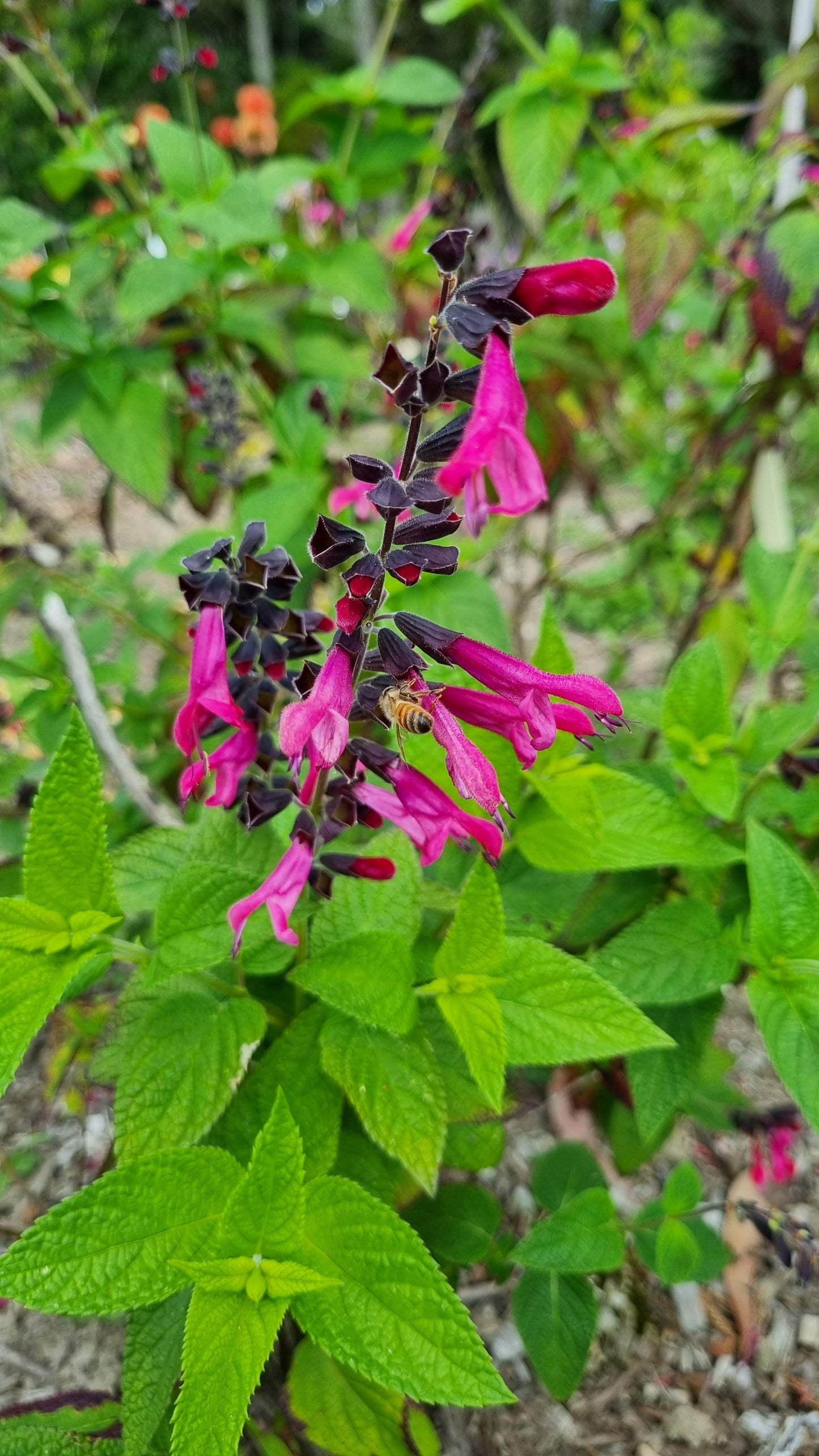 Salvia Bella