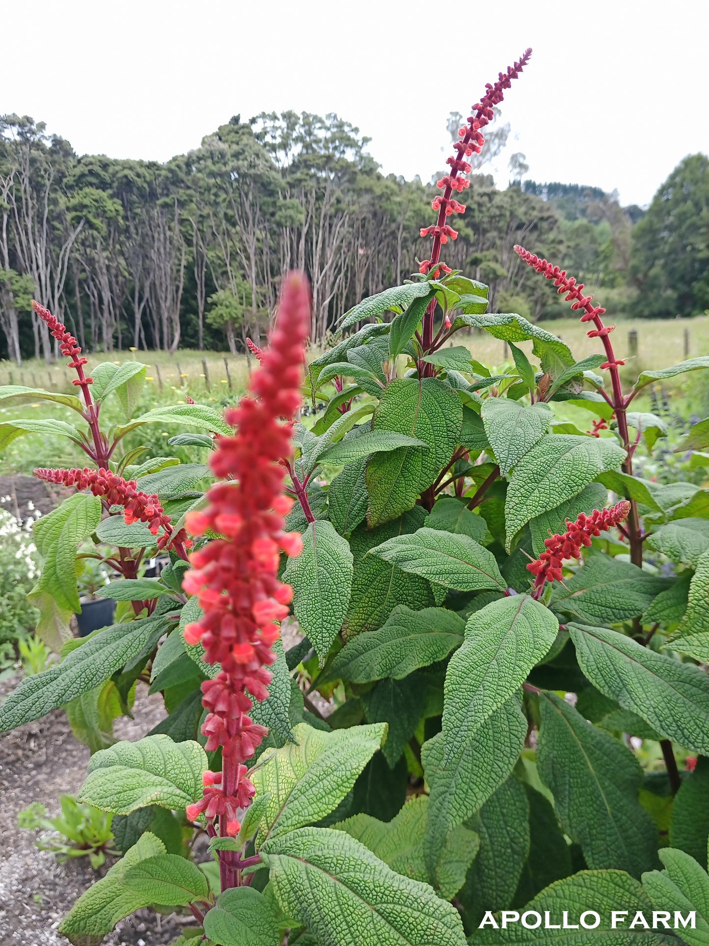 Salvia Confertiflora