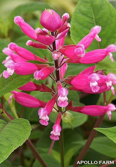 Salvia Involucrata Bethellii