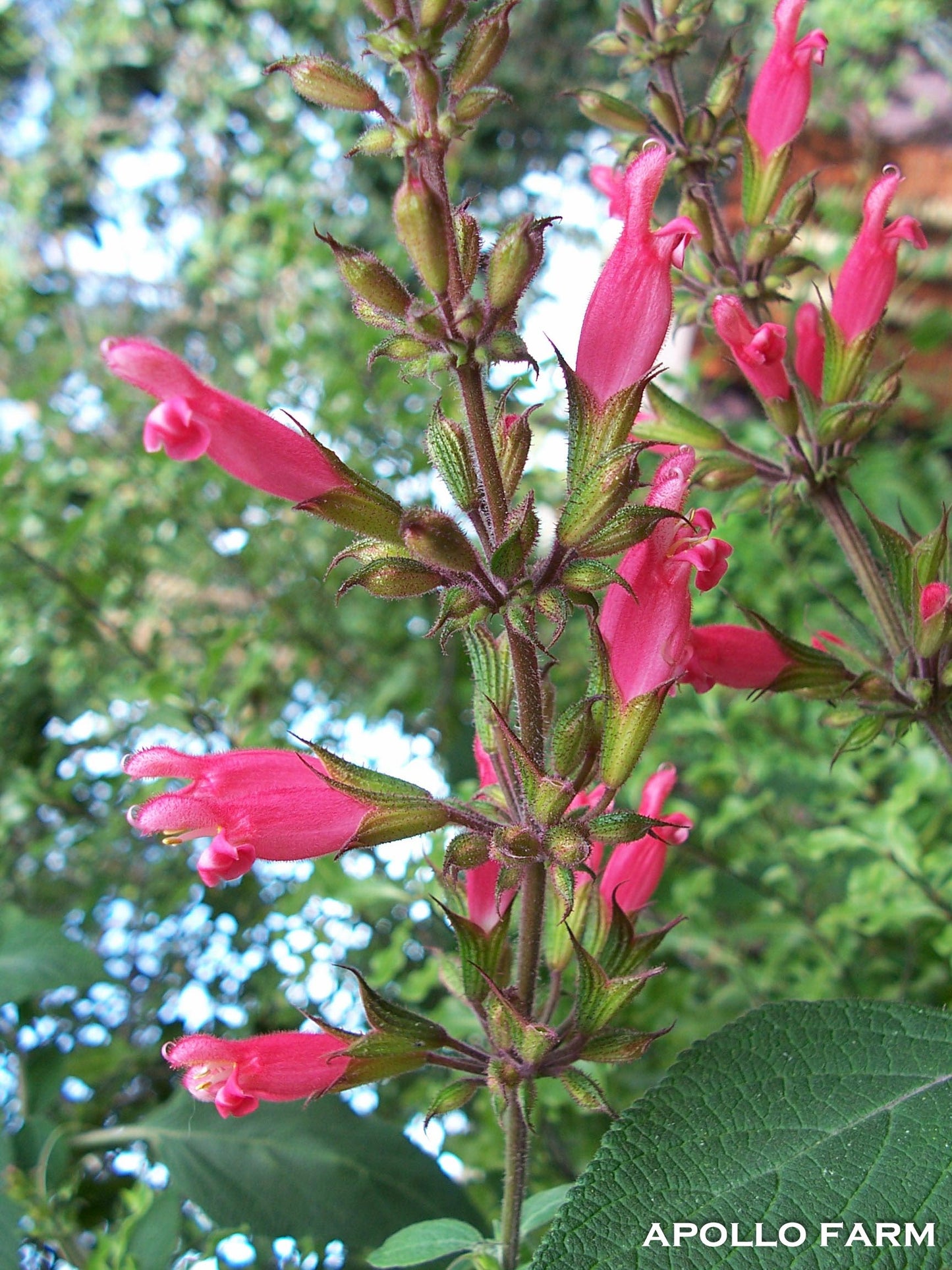 Salvia Kawinskii