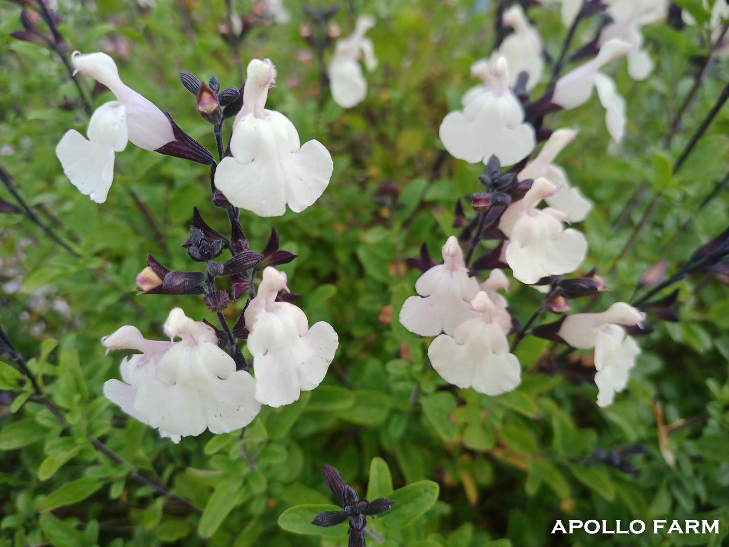 Salvia Marshwood Maize