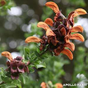 Salvia Africana-lutea Kistenbosch