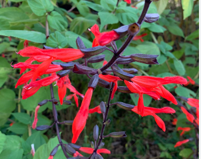 Salvia gesneriiflora 'Tequila'