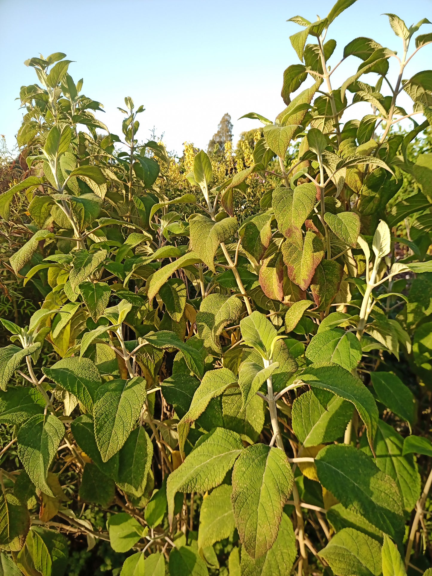 Salvia Kawinskii