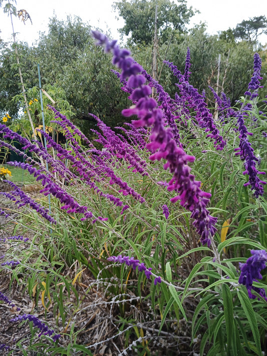 Salvia Leucantha