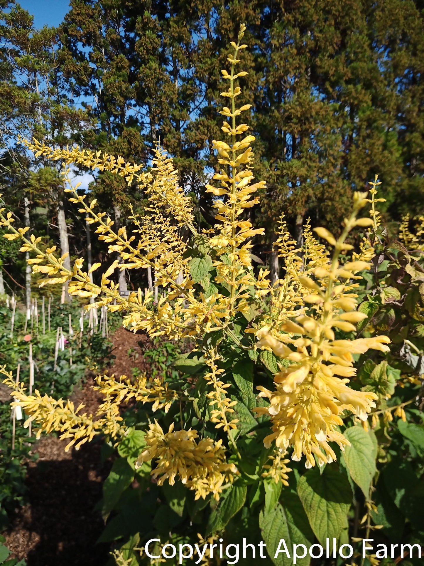 Salvia Madrensis