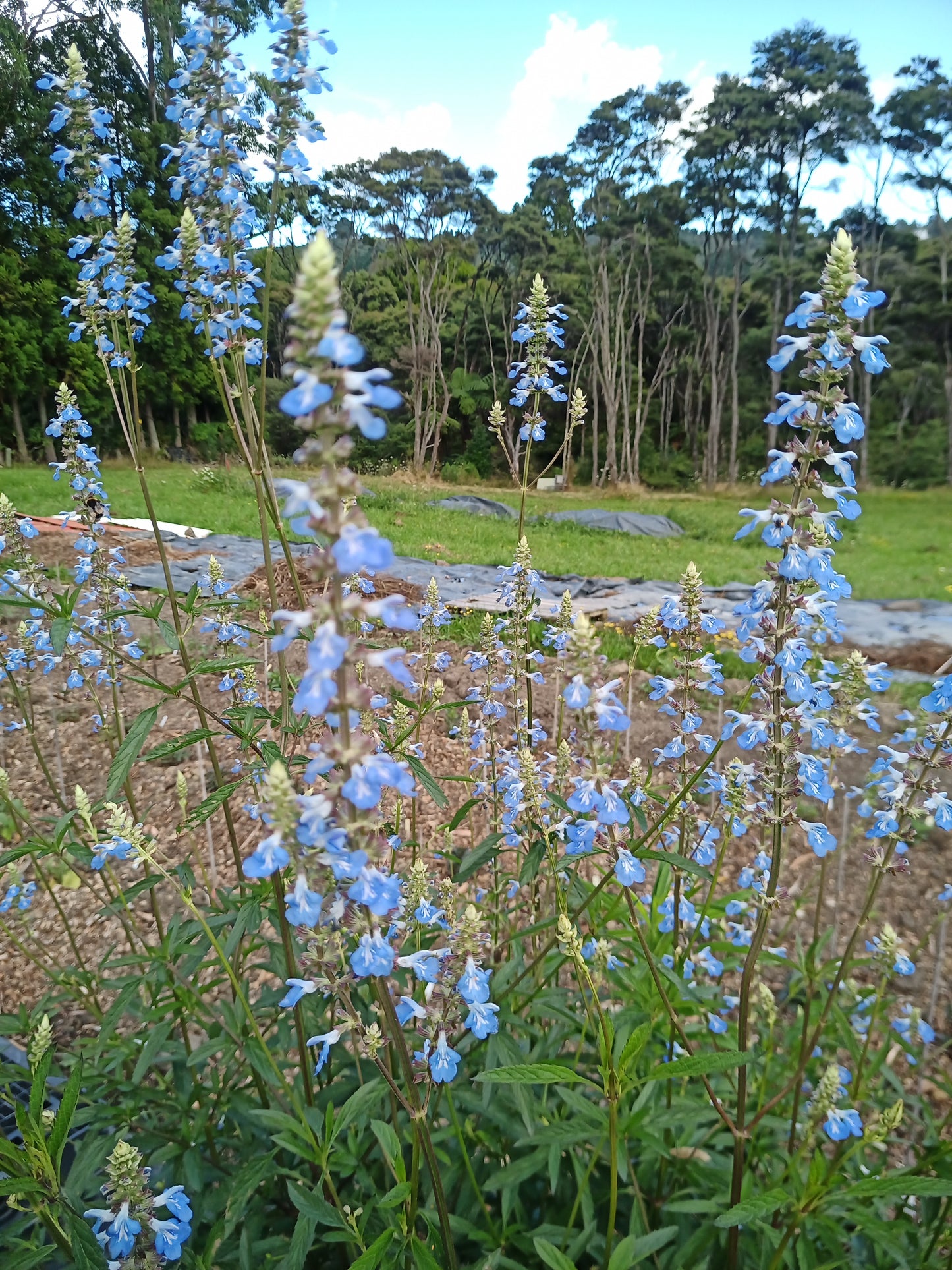 Salvia Uliginosa