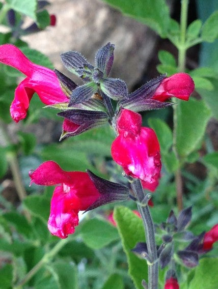 Salvia Maraschino Cherry