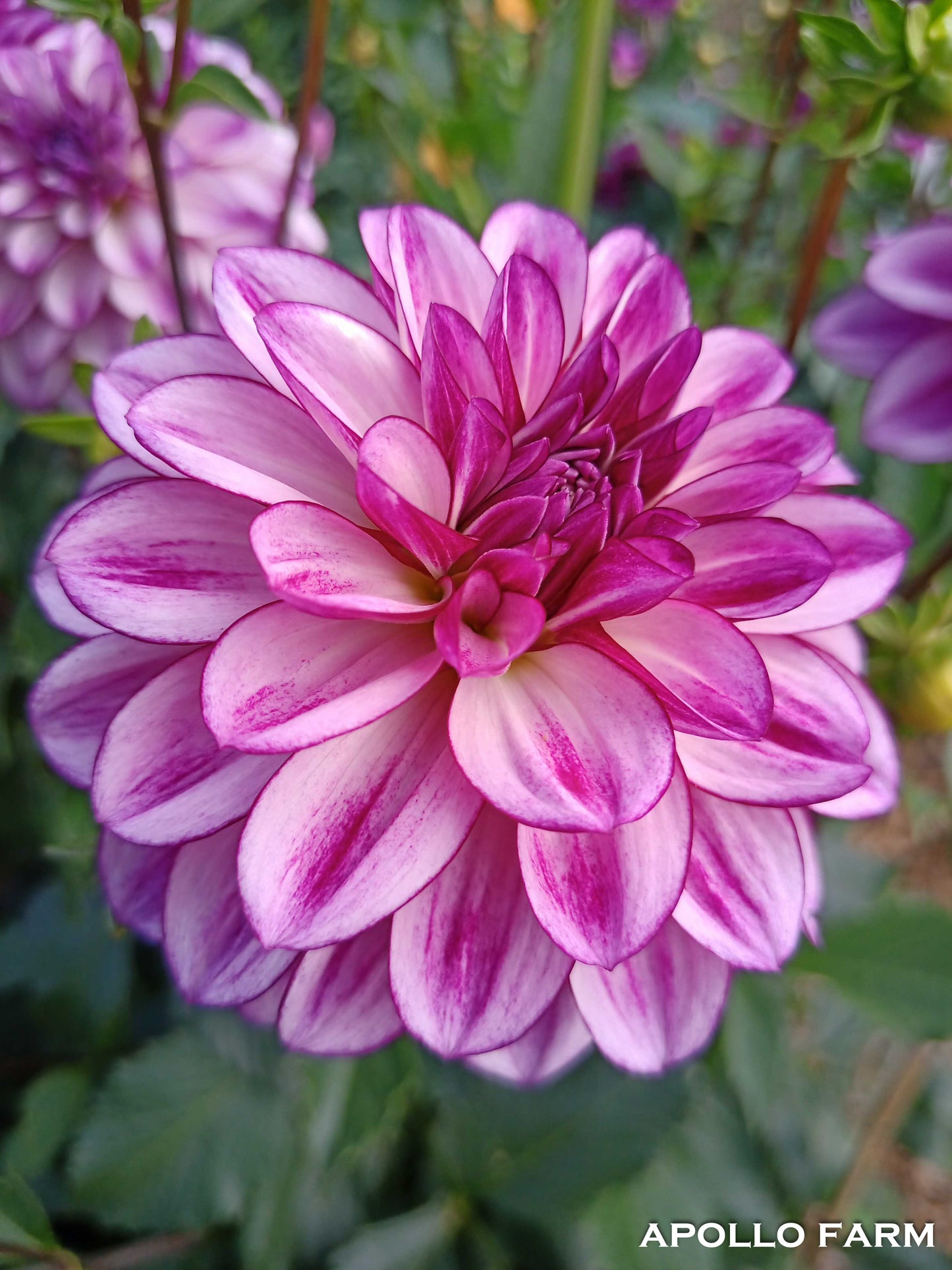 Dahlia: Seduction