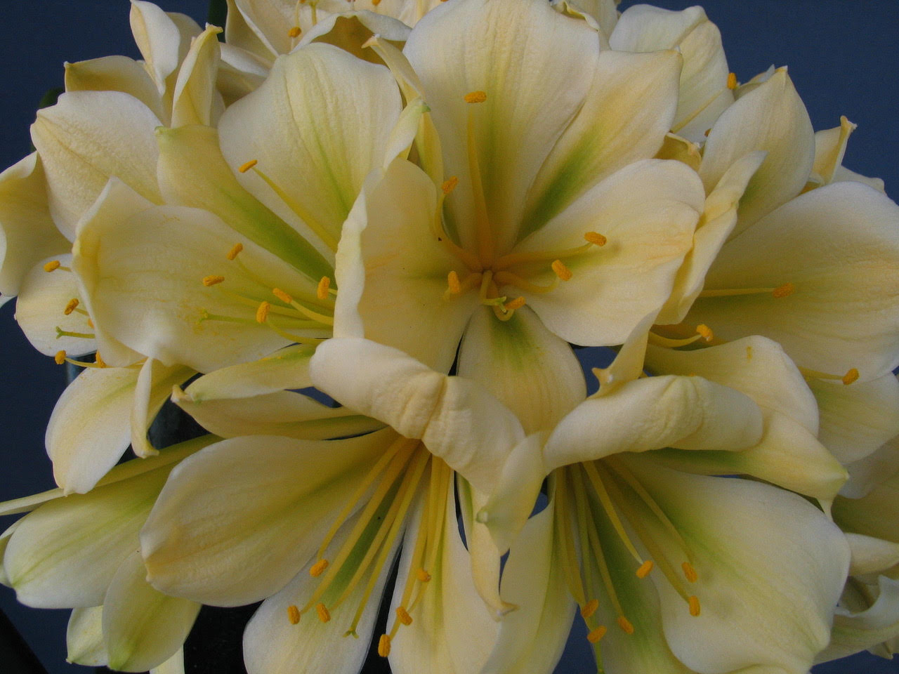 Clivia - Semper Augustus