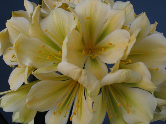 Clivia - Semper Augustus