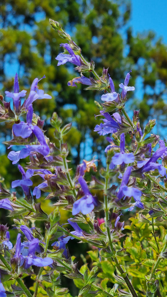 Salvia guaranitica ''Argentine Skies'