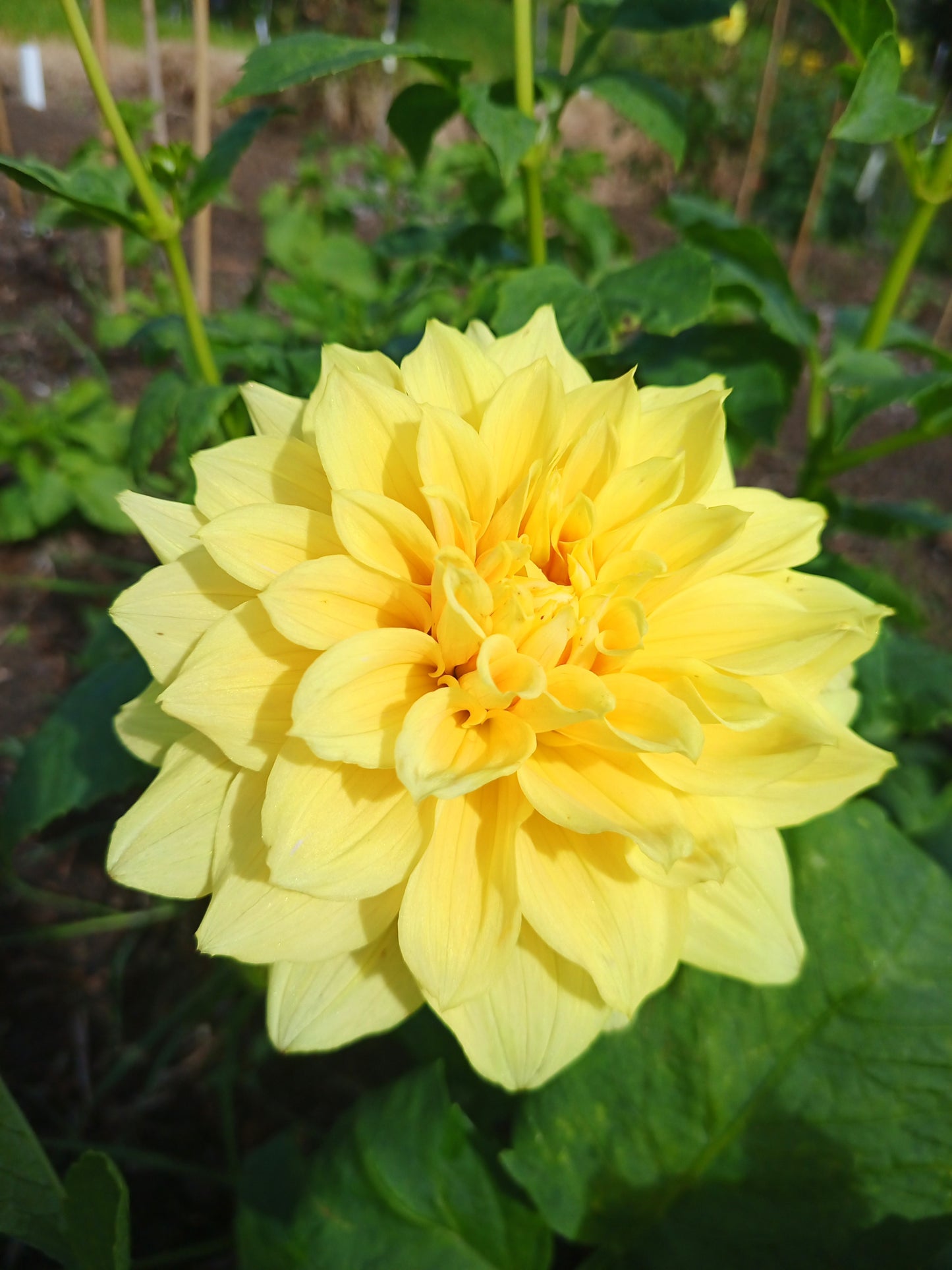 Dahlia: Shirwell Greta