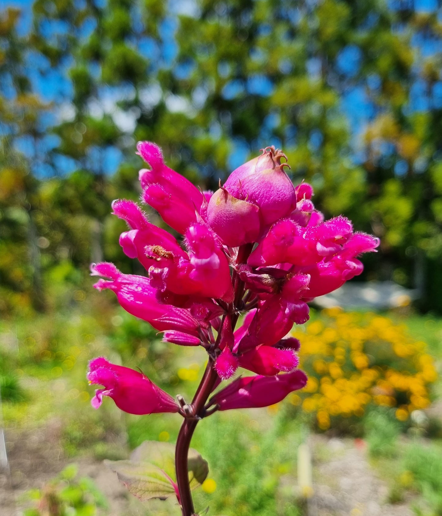 Salvia Involucrata Hildago