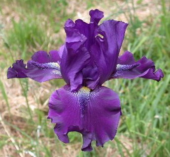 Snake Bite - Tall Bearded Iris