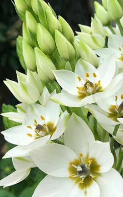 Ornithogalum Thyrsoides (Star of Bethlehem)