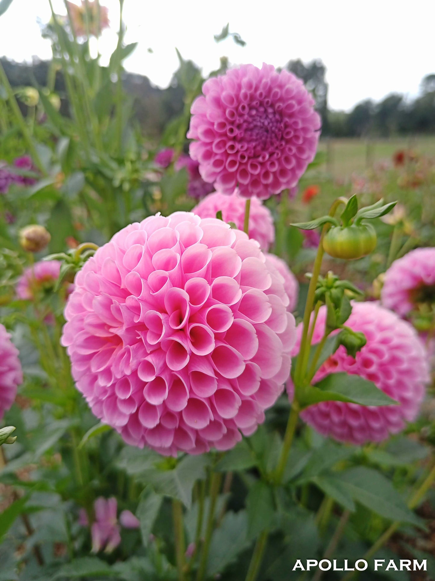 Dahlia: Stolze von Berlin