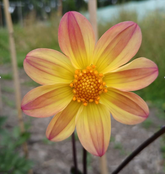 Dahlia: AF Sunset Concerto