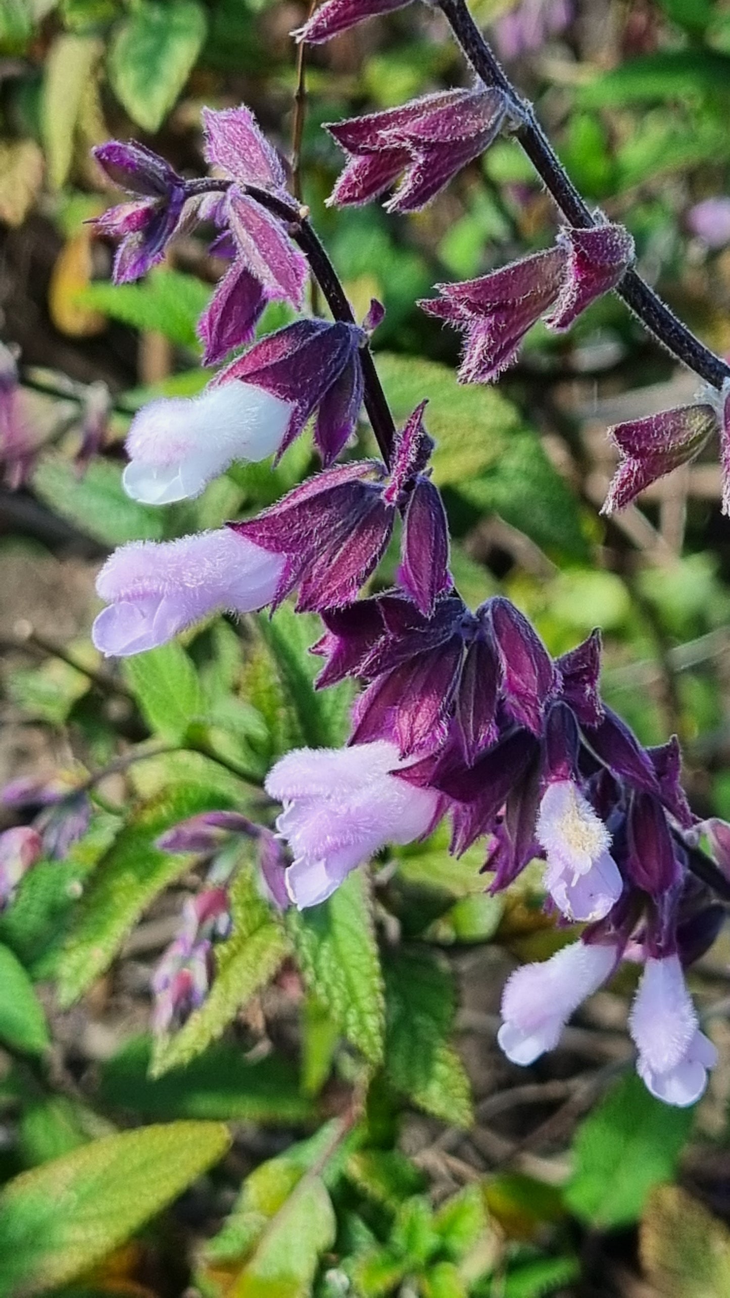 Salvia Waverly