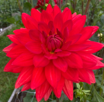 Dahlia: Taratahi Ruby