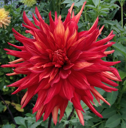 Dahlia: Taum Sauk