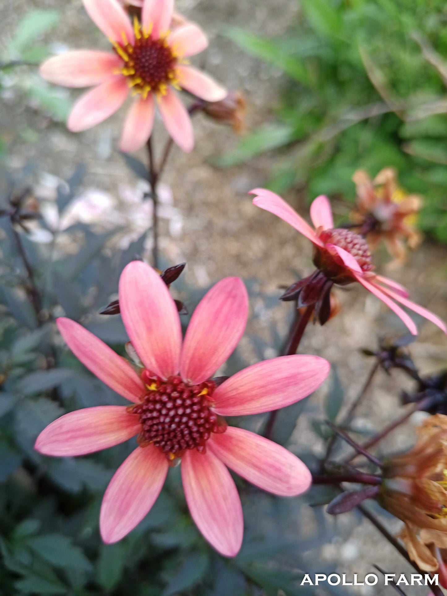 Dahlia: Terracotta Skinny