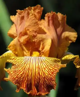 Tiger Shark - Tall Bearded Iris
