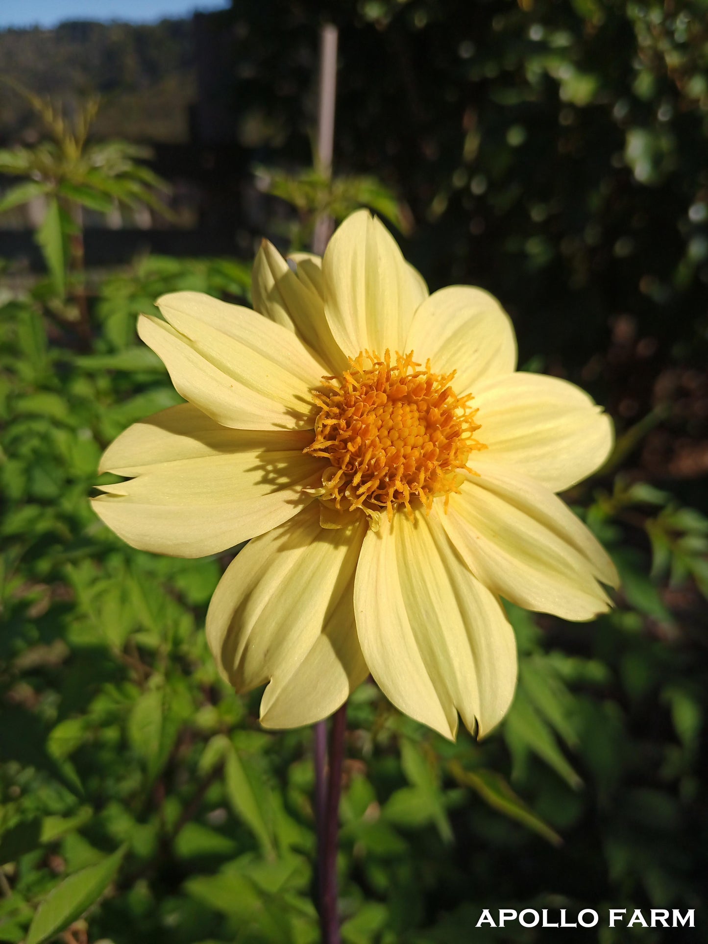 Dahlia Shrub: Conundrum