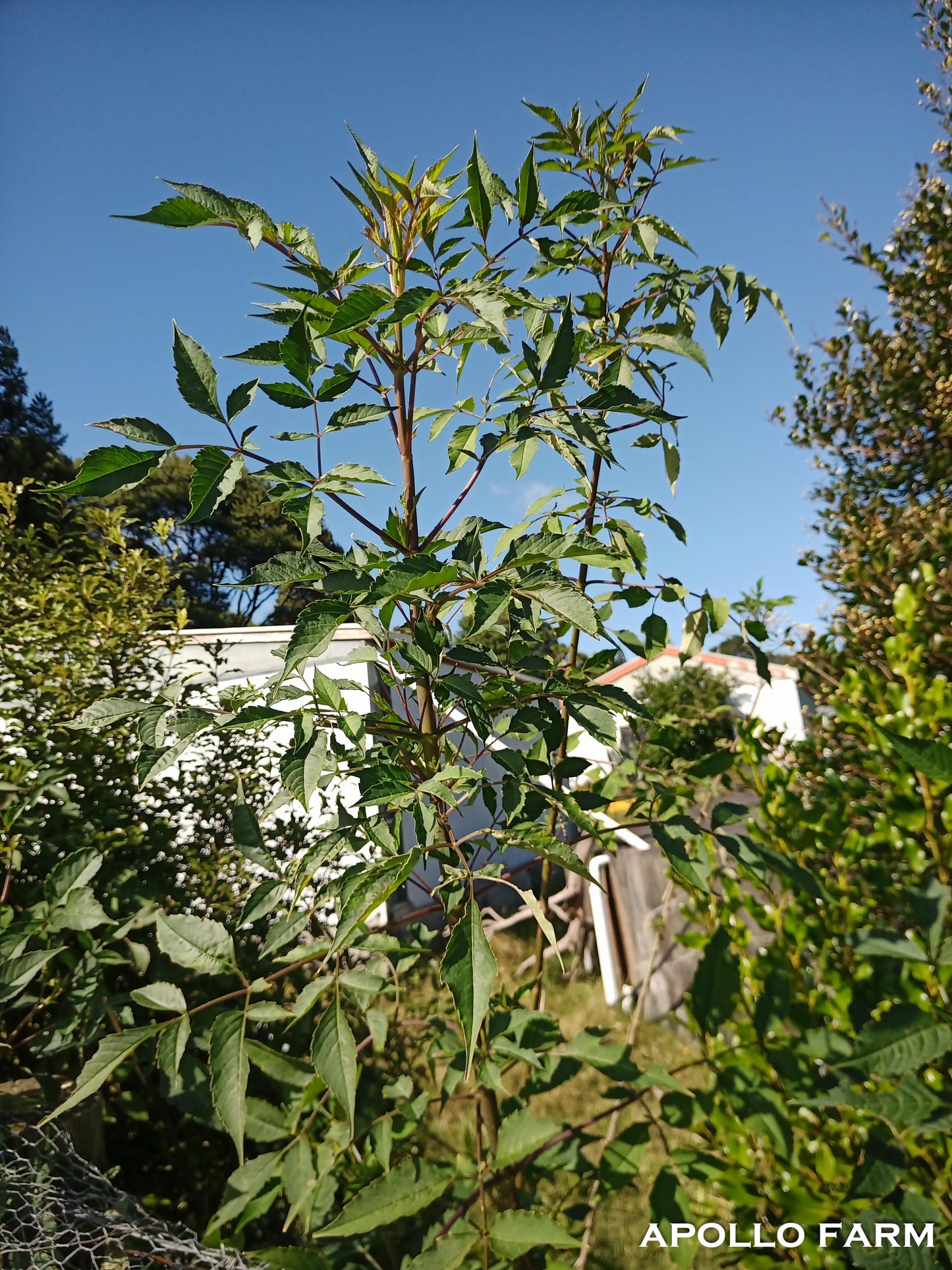 Tree Dahlia: Galaxy Prince (Bred by Apollo Farm)