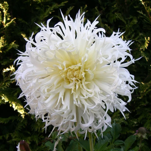 Dahlia: Tsui-yori-no-shisa