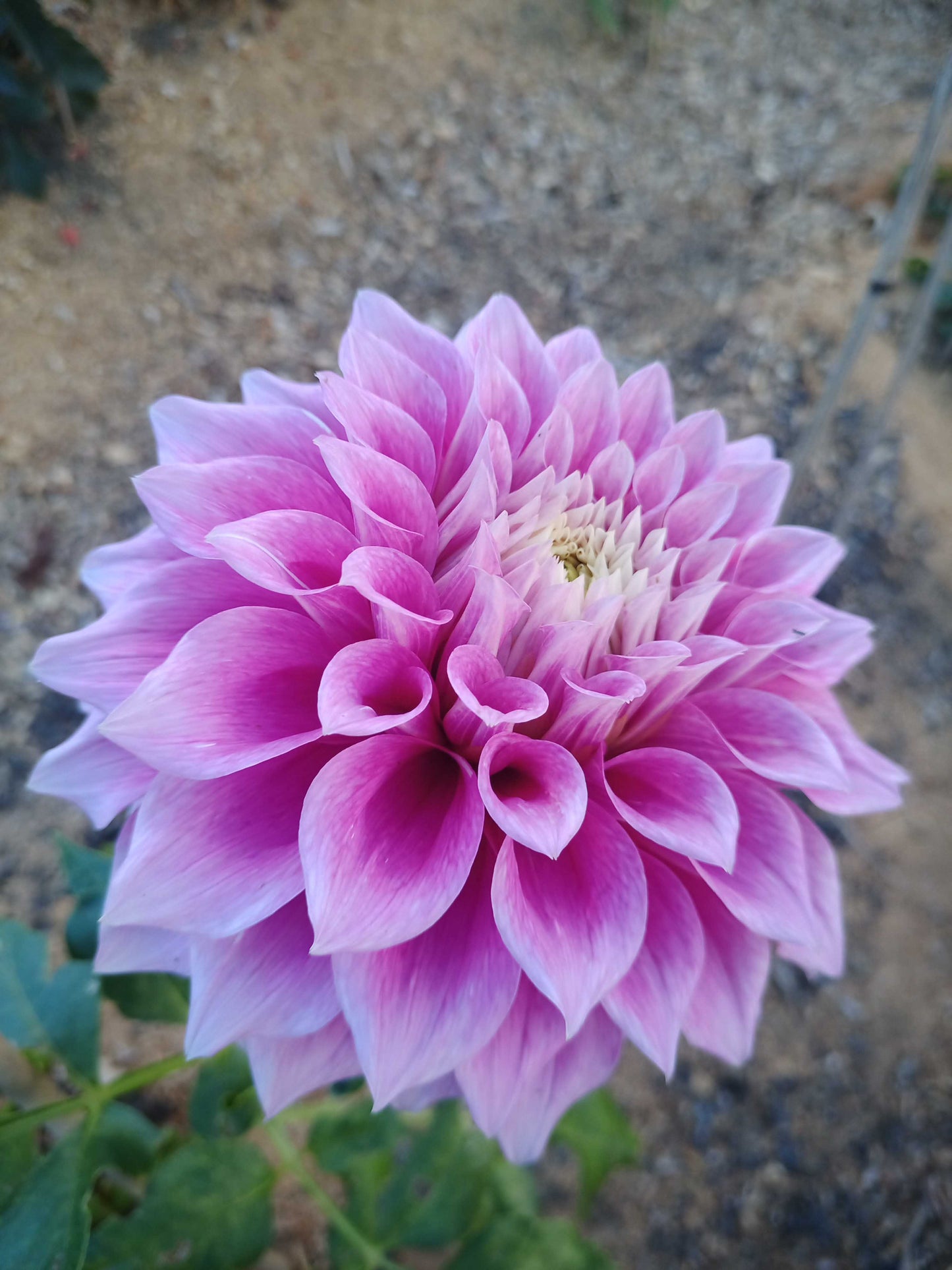 Dahlia: Vera's Elma