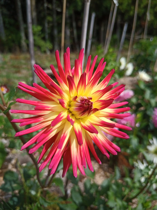 Dahlia: Weston Spanish Dancer