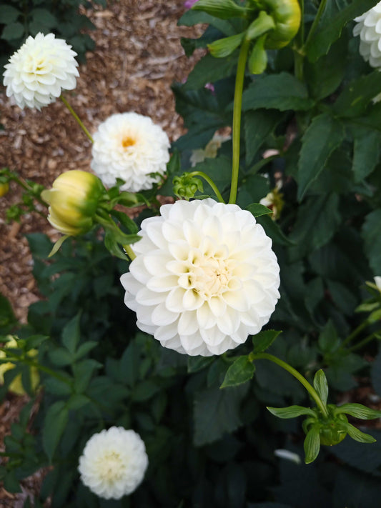 Dahlia: White Aster