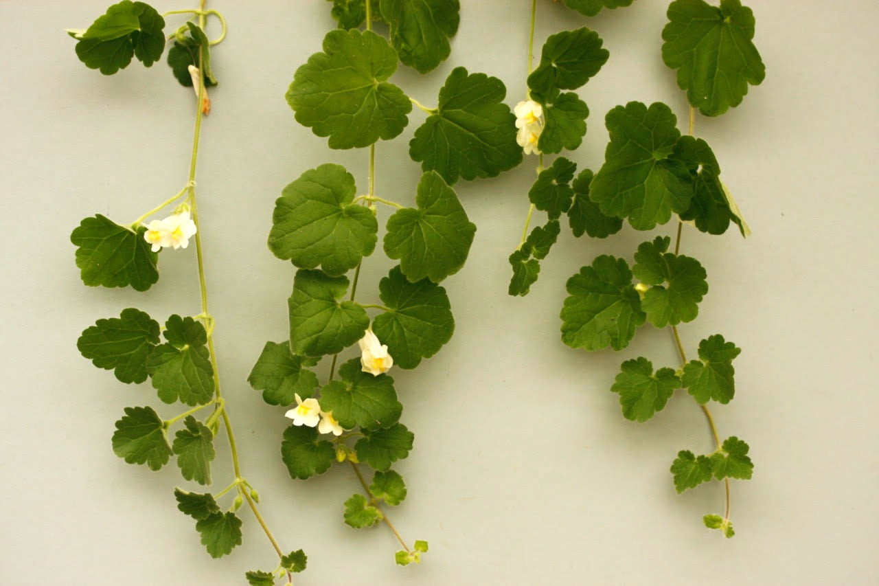 Asarina procumbens (Creeping Snapdragon)