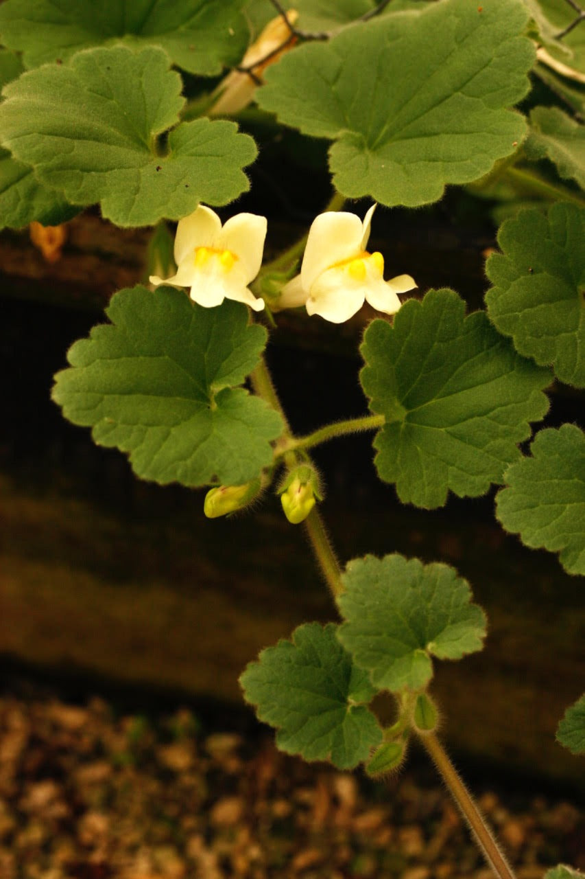 Asarina procumbens (Creeping Snapdragon)