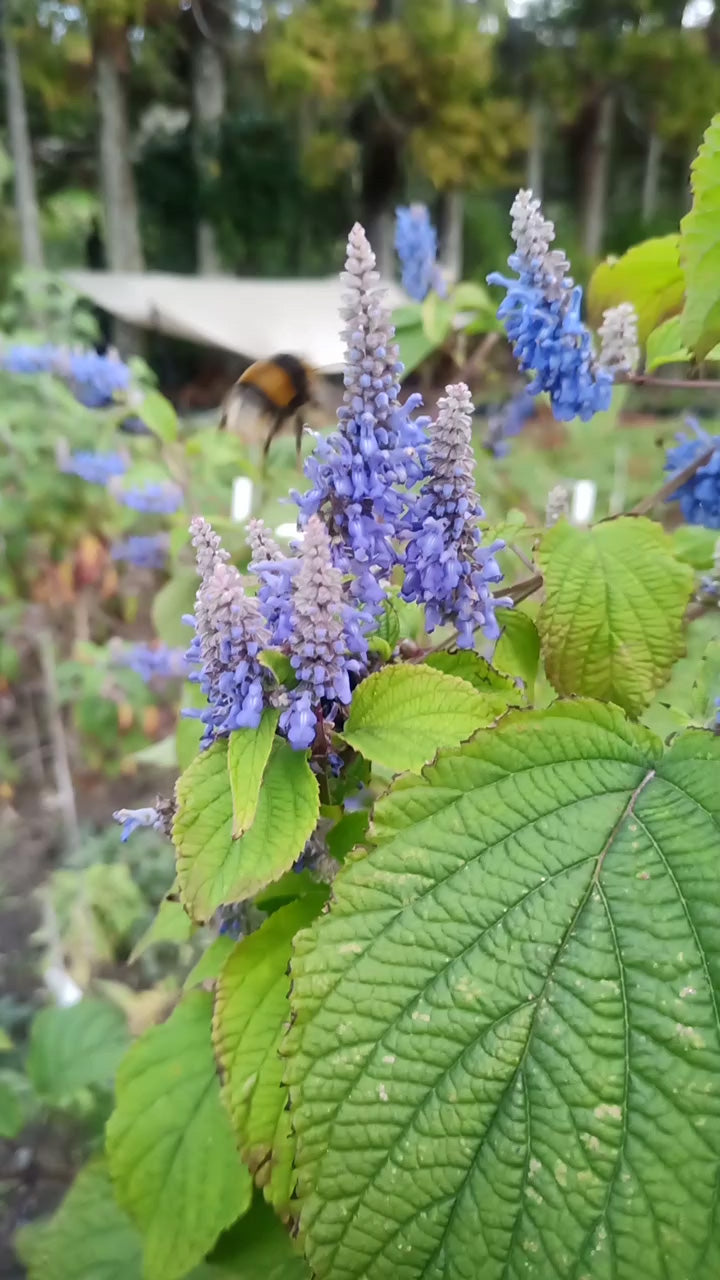 Salvia Bluebells