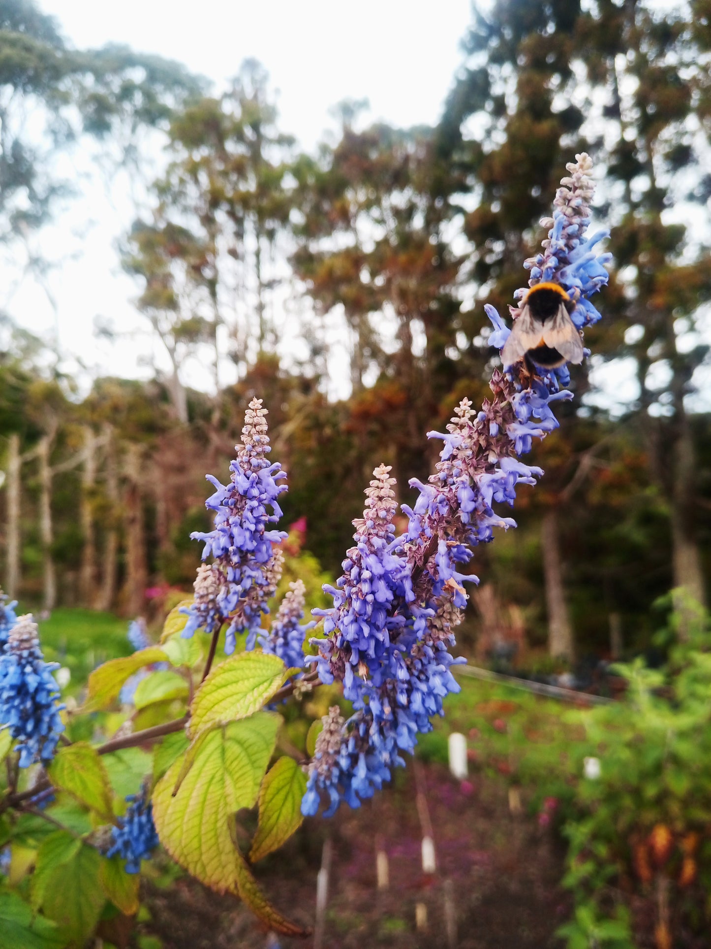 Salvia Bluebells