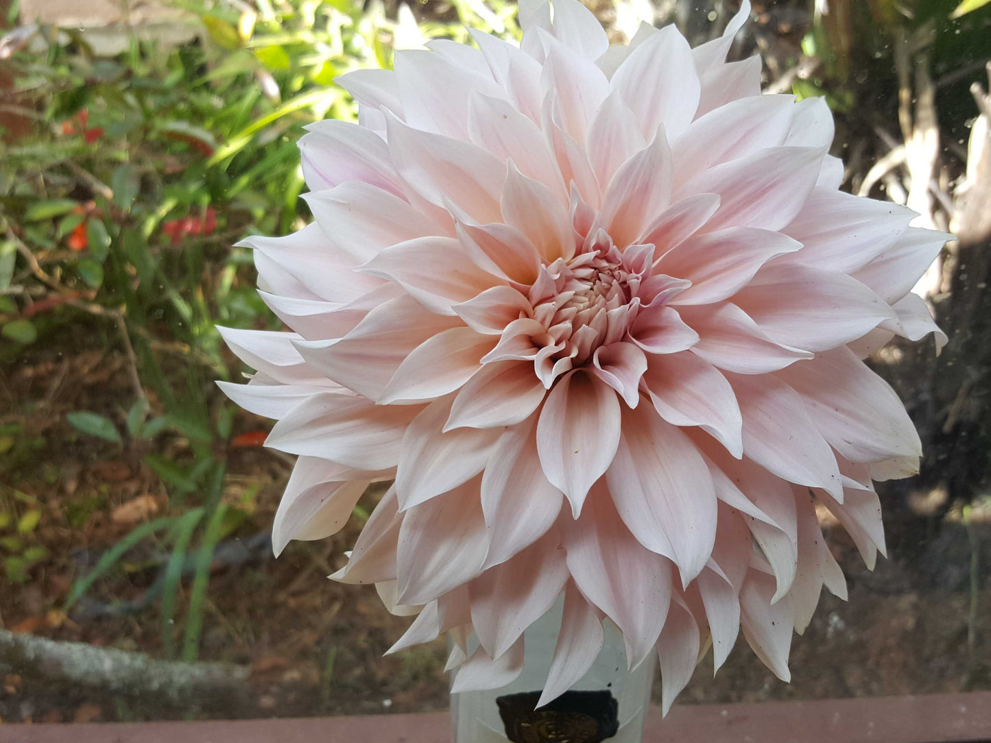 Dahlia: Cafe au lait