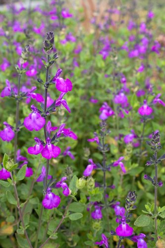 Salvia Christine Yeo