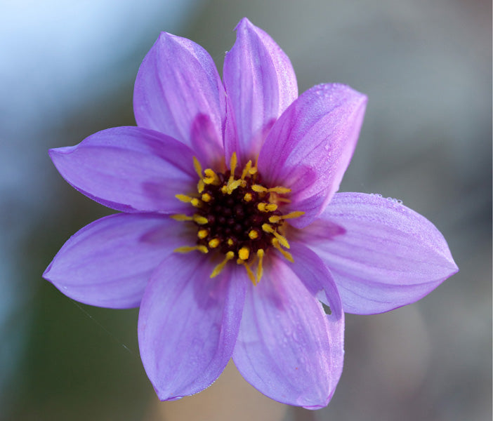 Dahlia merckii