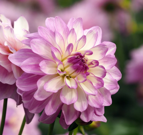 Dahlia: El Paso