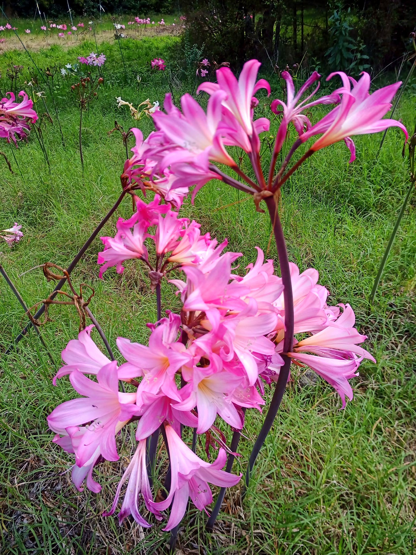 Amaryllis belladonna 'Deep Cerise'  - 3 bulbs - XXL size