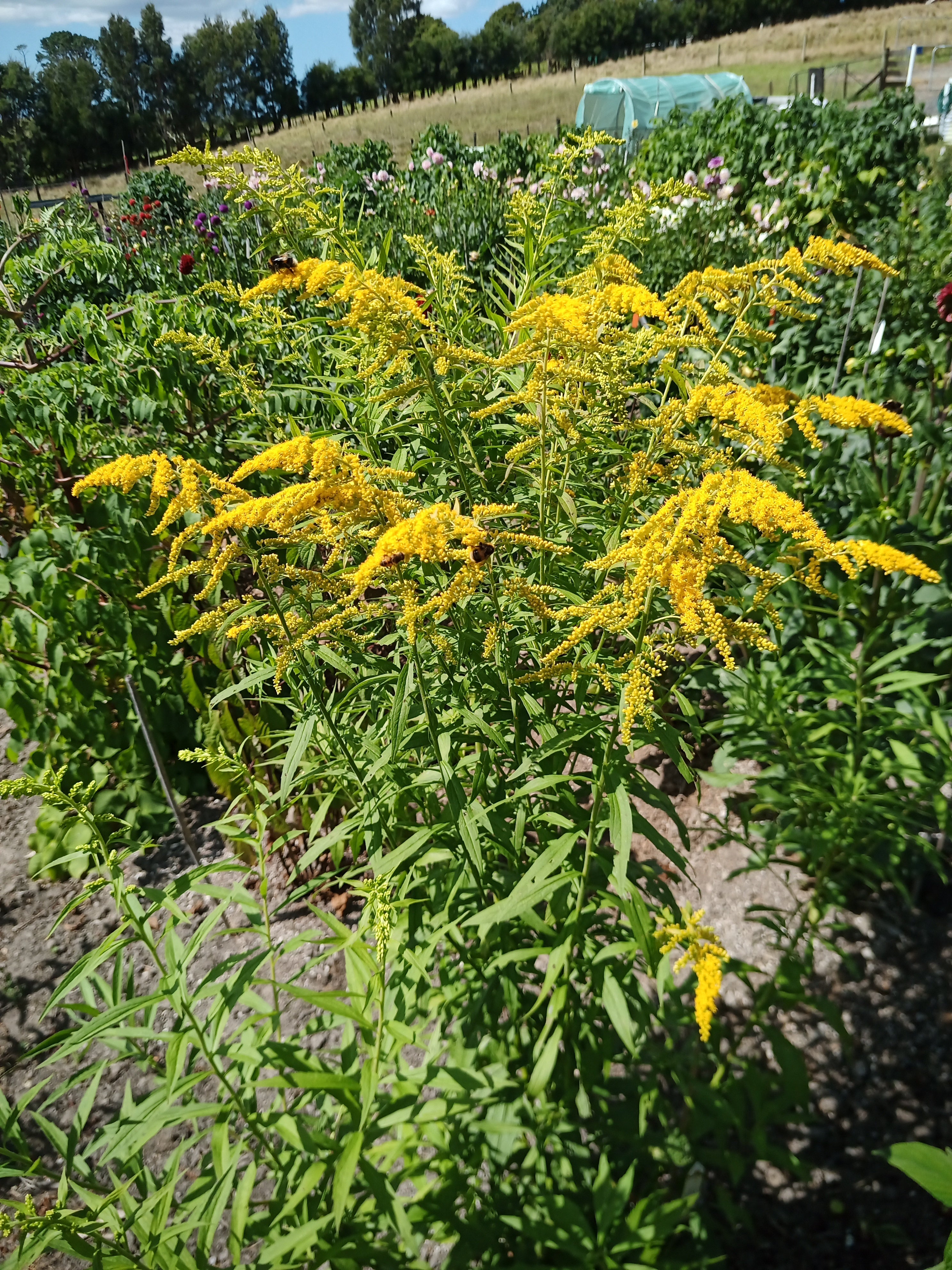Solidago Golden Rockets Solidago Cloth of Gold - Goldenrod – Apollo Farm