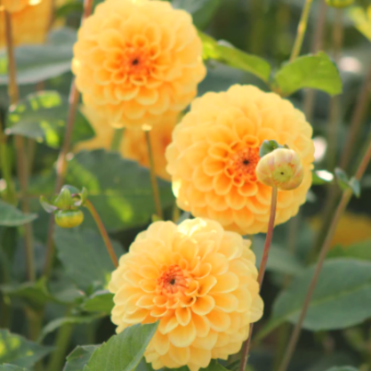 Dahlia: Golden Sceptre