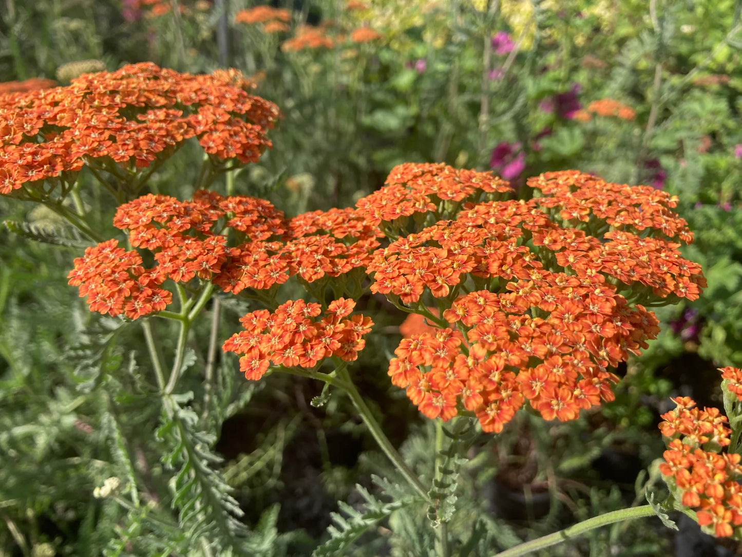 Achillea Millefolium Terracotta