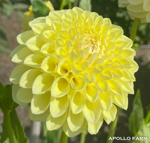 Dahlia: Jowey Martina