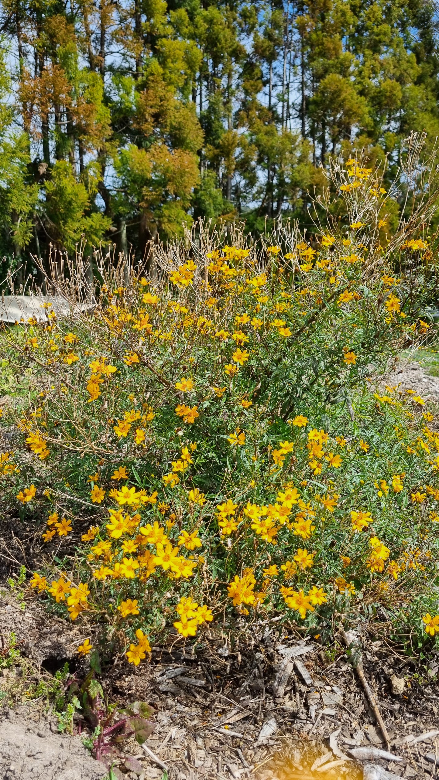 Tagetes lemmonii (Perennial Marigold)