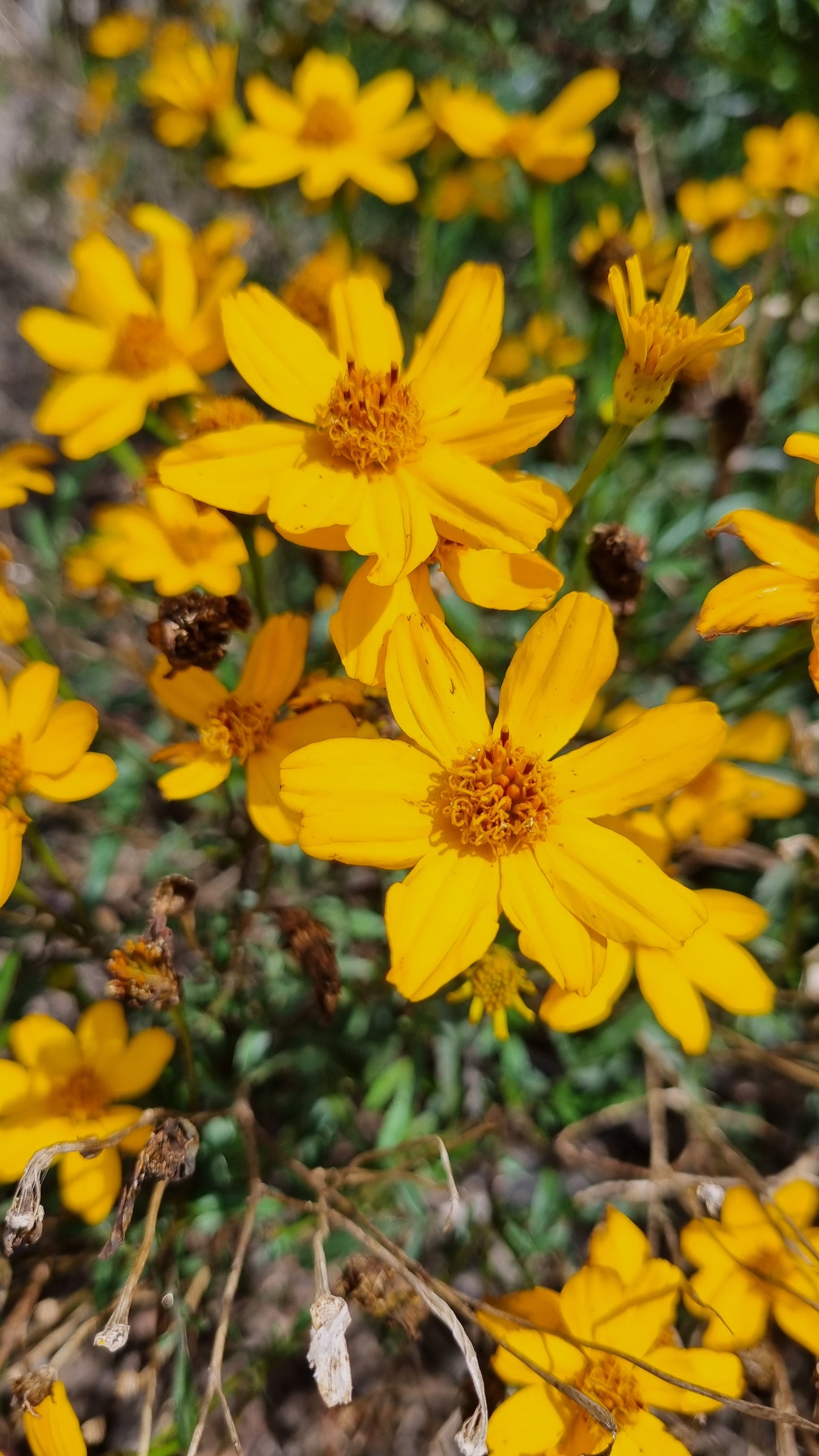 Tagetes lemmonii (Perennial Marigold)