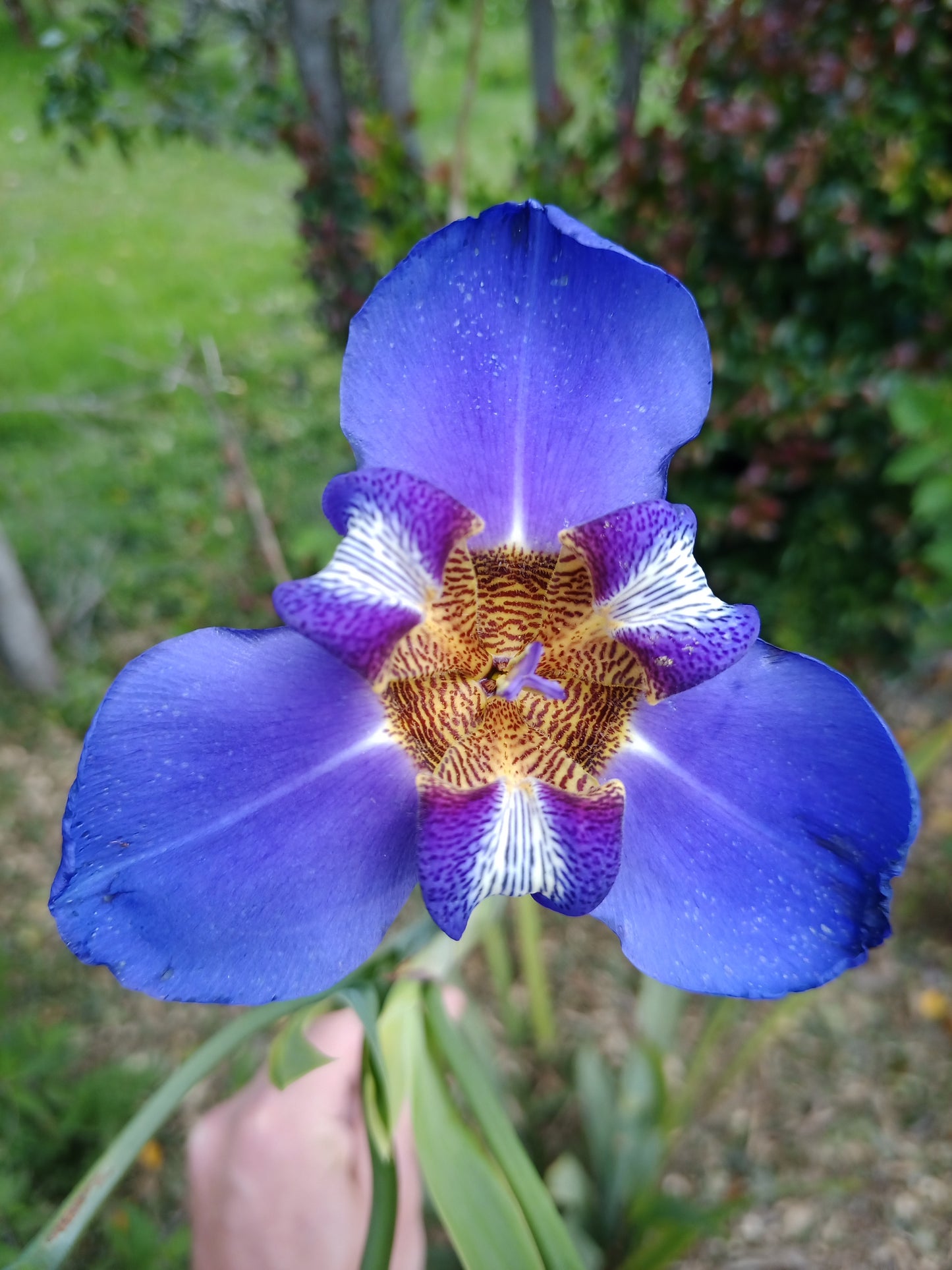 Neomarica caerulea - Walking Iris
